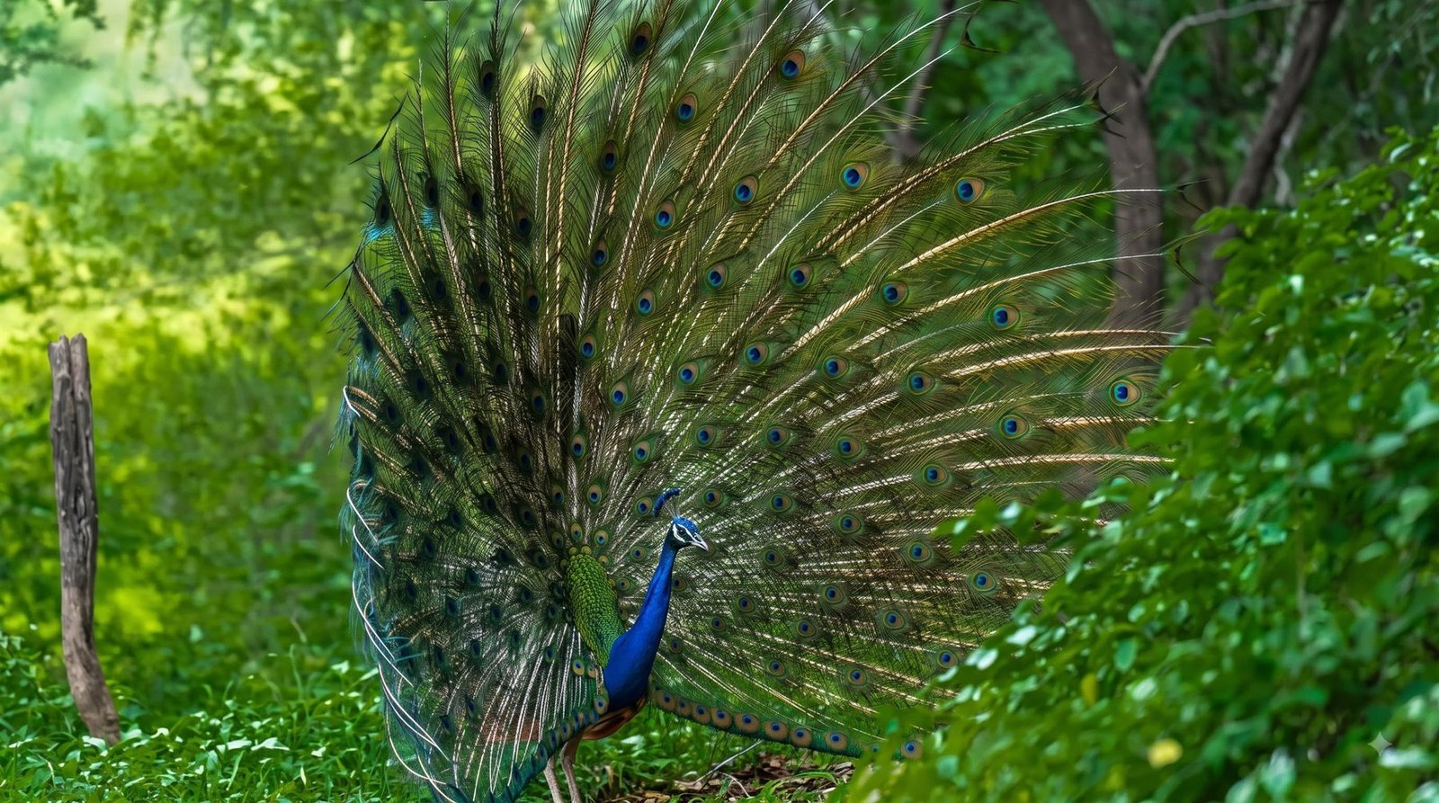 Bird Watching