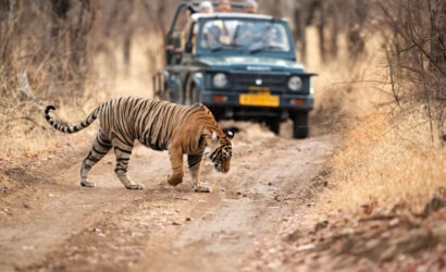 "ranthambhore tiger safari"