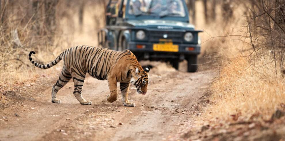 "ranthambhore tiger safari"