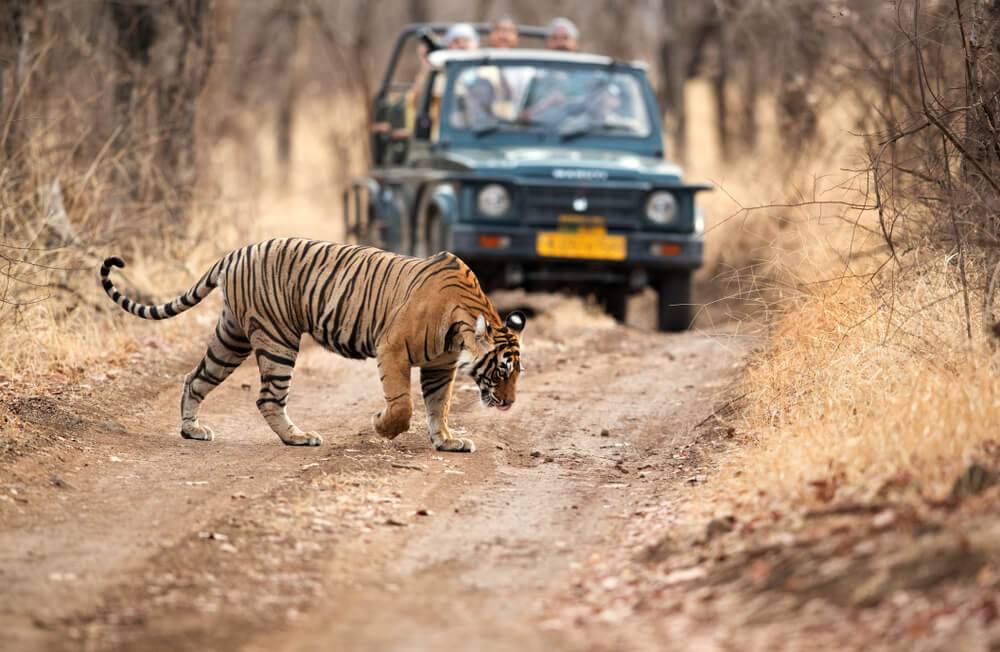 "ranthambhore tiger safari"