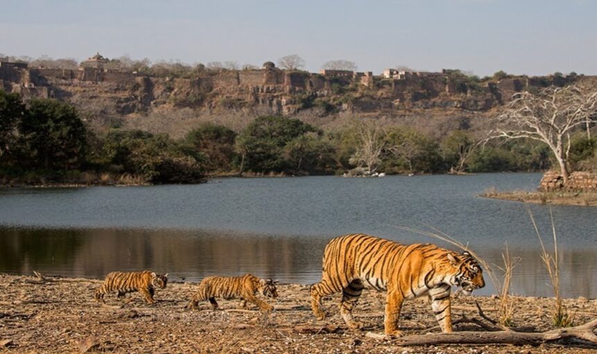 A Guide to Ranthambore