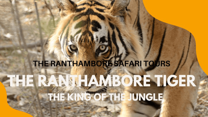 Ranthambore National Park