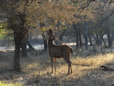 safari booking