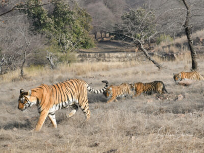 tiger safari