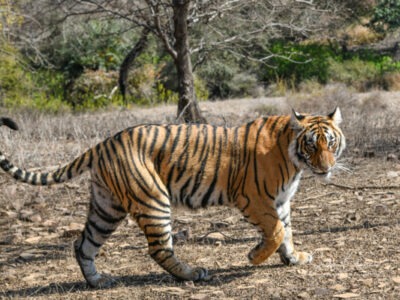 tiger safari