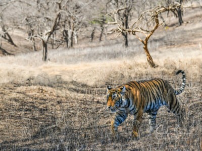 tiger safari