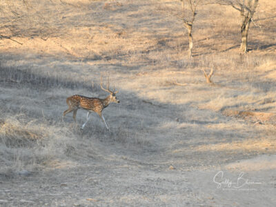 ranthambore national park