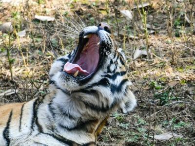 ranthambore national park