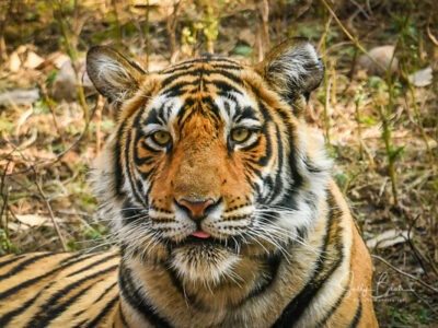 ranthambore national park