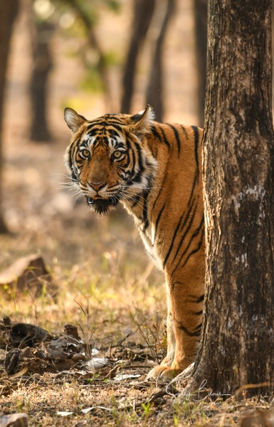 tiger safari