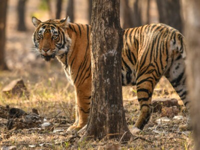 tiger safari