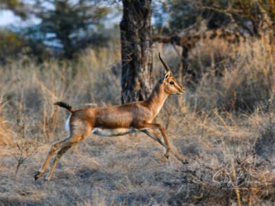 safari booking