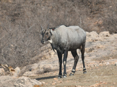 safari booking