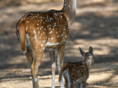 safari booking