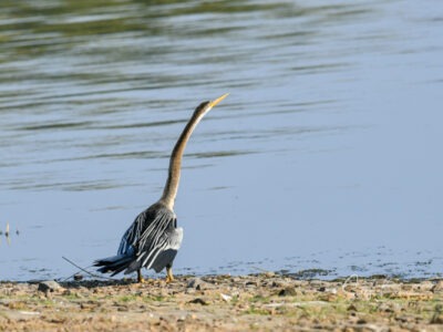 safari booking