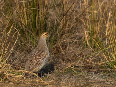 safari booking