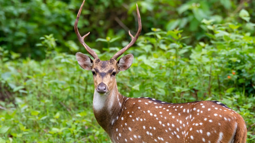 ranthambore